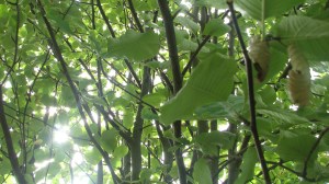 The light of God is in everyone