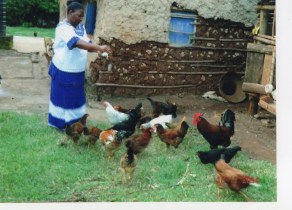 woman_and_chickens[1] (1)